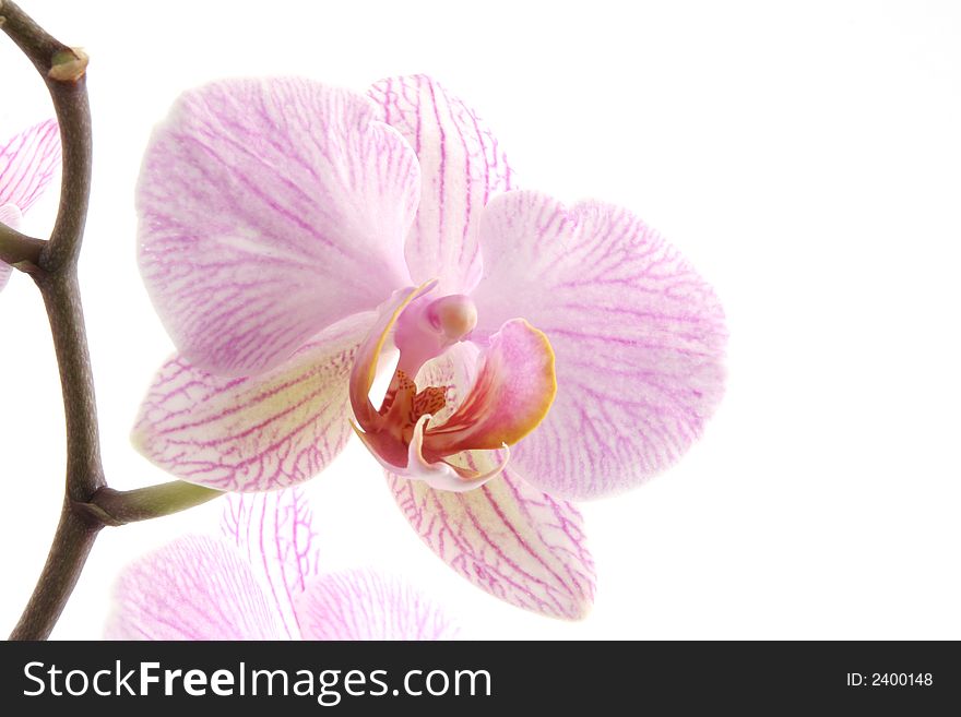Close up of a purple orchid