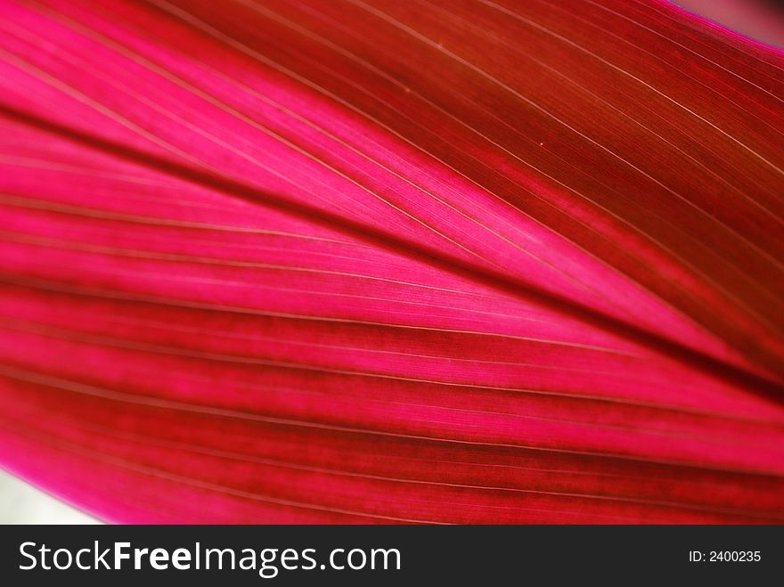 Red color plant leaf inside the gardens