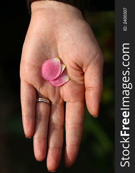 Beautiful woman hand with petals isolated on black