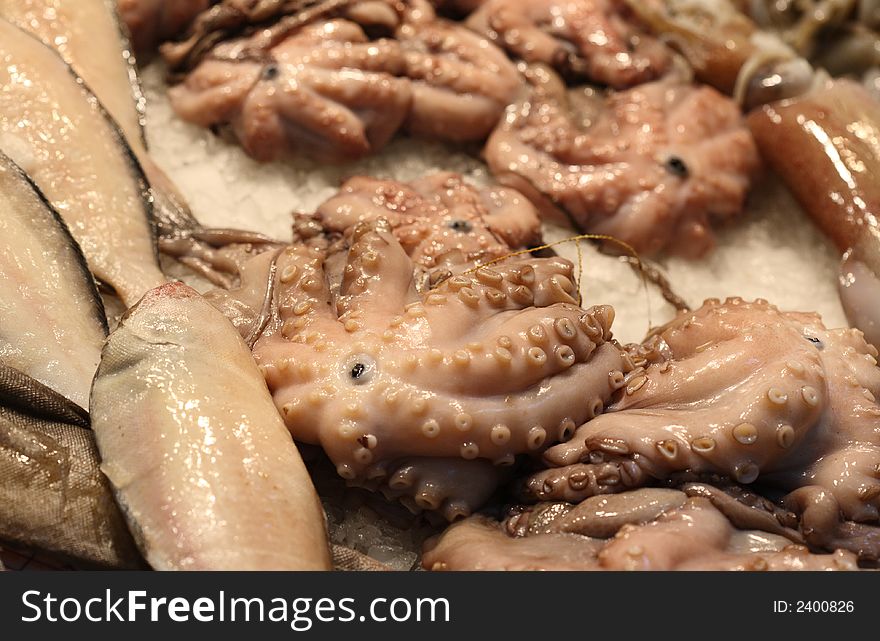 Fresh squid and octopusy in a morocco market. Fresh squid and octopusy in a morocco market