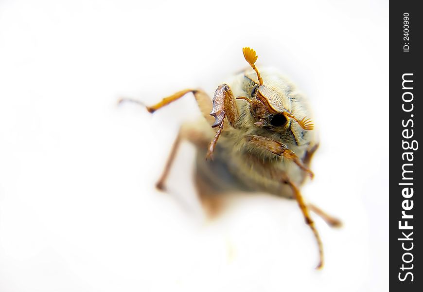 Macro photo of may dor over white backgroung. Macro photo of may dor over white backgroung