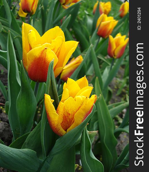 Yellow tulips in the park