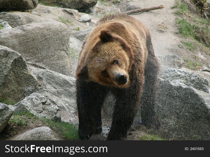 Brown bear shaking off water after bath. Brown bear shaking off water after bath