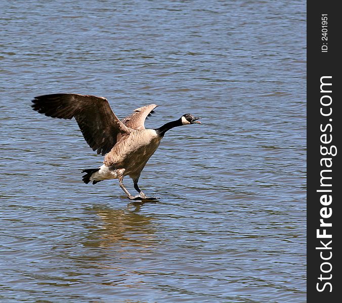 A canadian goose just before landing in a lake. A canadian goose just before landing in a lake