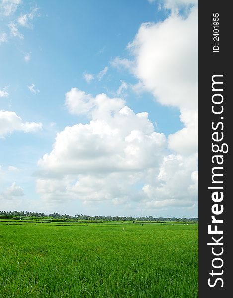 Green and peace paddy field