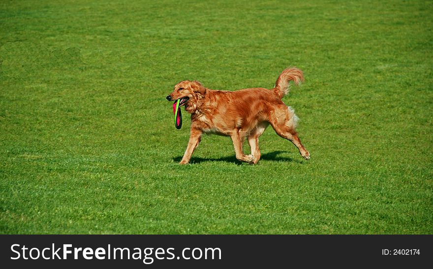 Golden Retriever playing a game of fetch