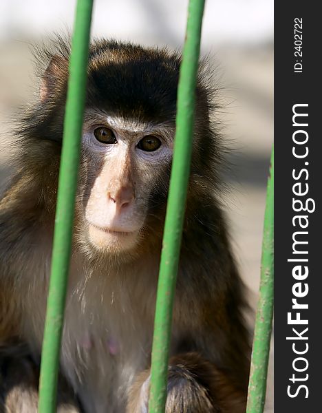 Close-up of a Monkey contemplating life behind bars