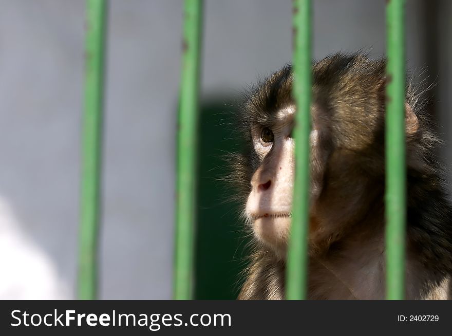 Close-up of a Monkey contemplating life behind bars