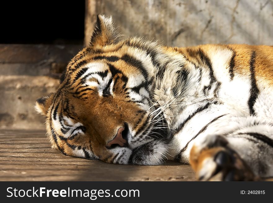 Sleeping tiger in the zoo in macedonia