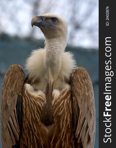 Portrait of a Vulture, in zoo