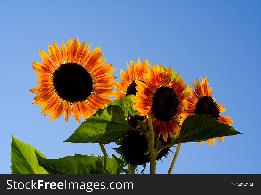 Sunflowers isolated on blue sky