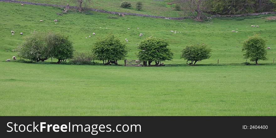 Row of trees and gate in a field of sheep and lambs