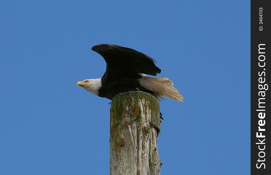A Bald Eagle ready to take flight. A Bald Eagle ready to take flight.