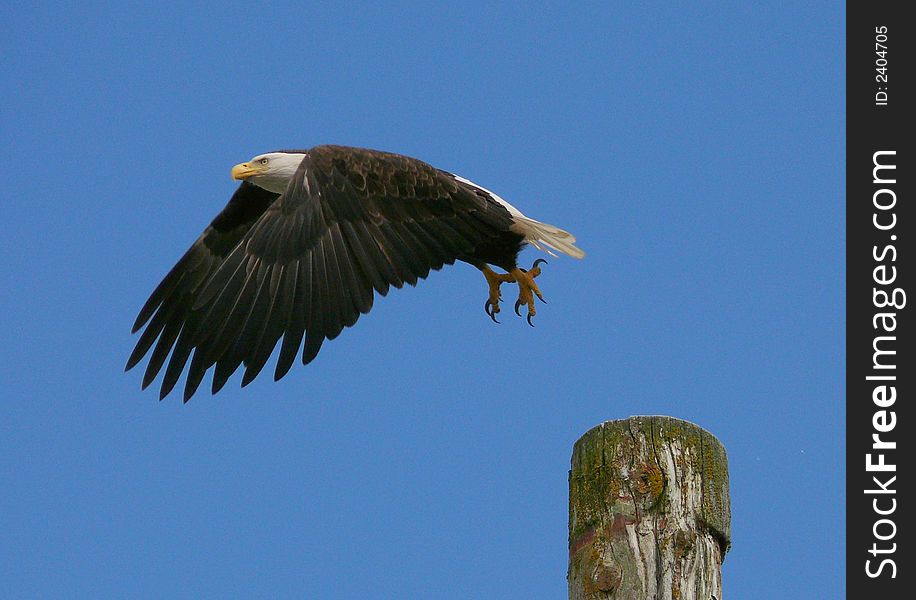 A Bald Eagle takes flight. A Bald Eagle takes flight.