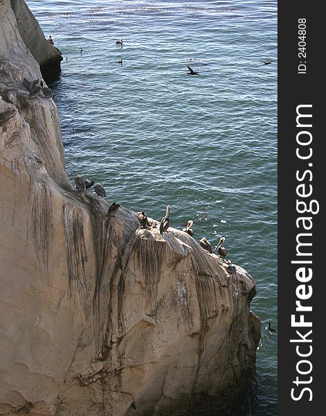 Pelicans on rocks in pacific ocean