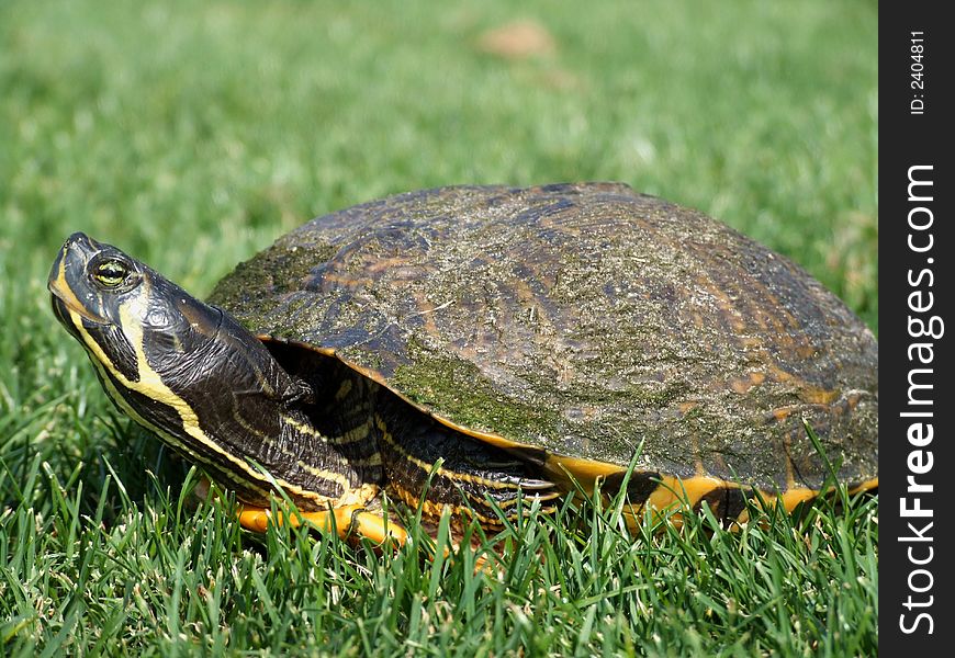 A pet turtle crawls in the green grass. A pet turtle crawls in the green grass