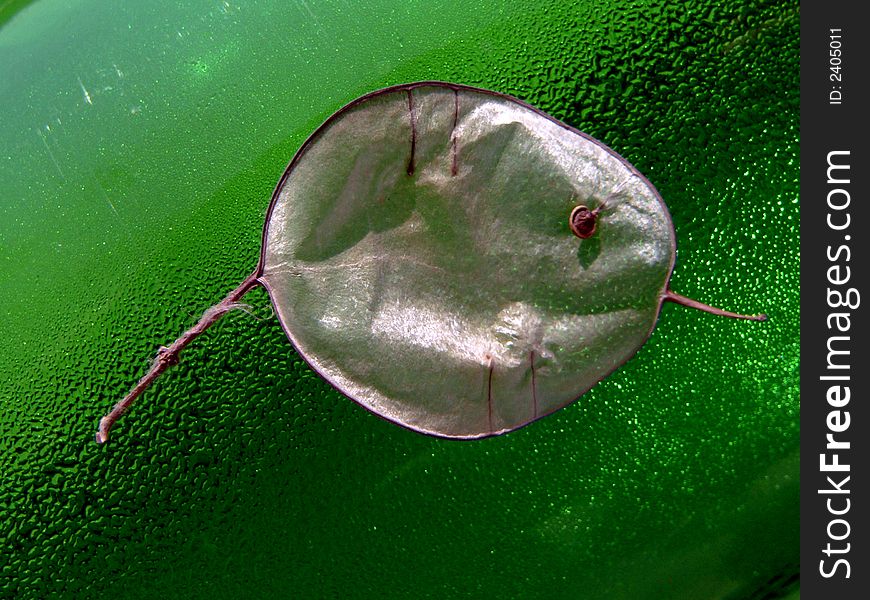 Leaf Of The Lunik