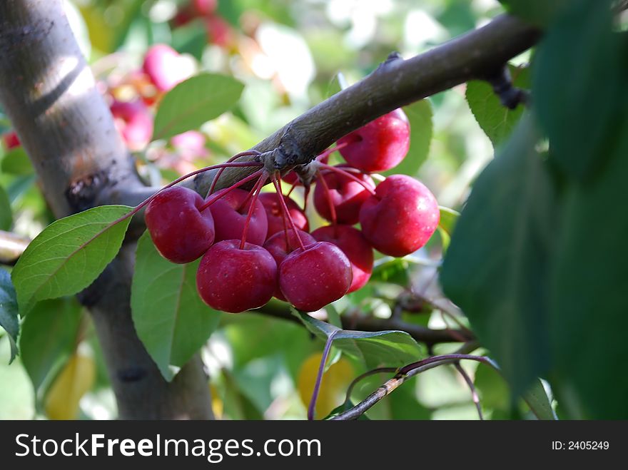 A bunch of ripe berries haning on a branch. A bunch of ripe berries haning on a branch.