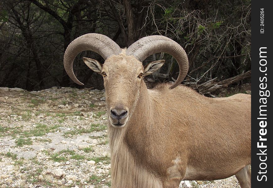 Photograph of wild animals taken in a drive-thru zoo. Photograph of wild animals taken in a drive-thru zoo.