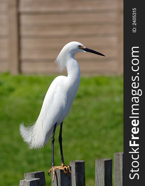 Great White Egret on a fence. Great White Egret on a fence