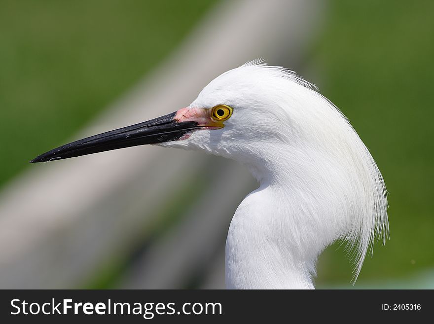 Great Egret head