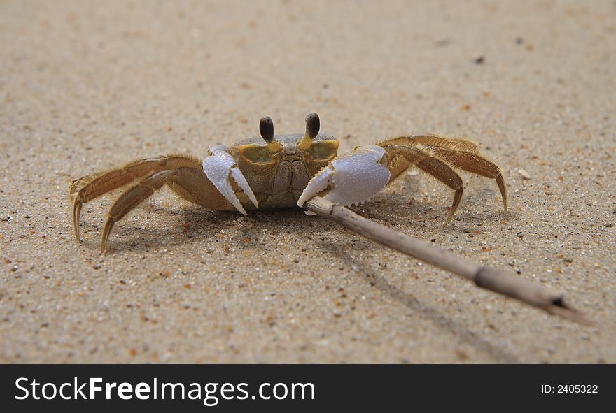 Ghost crab with a stick. Ghost crab with a stick