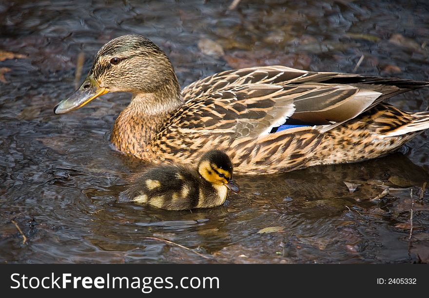 Duck and its nestling in a pond in park
