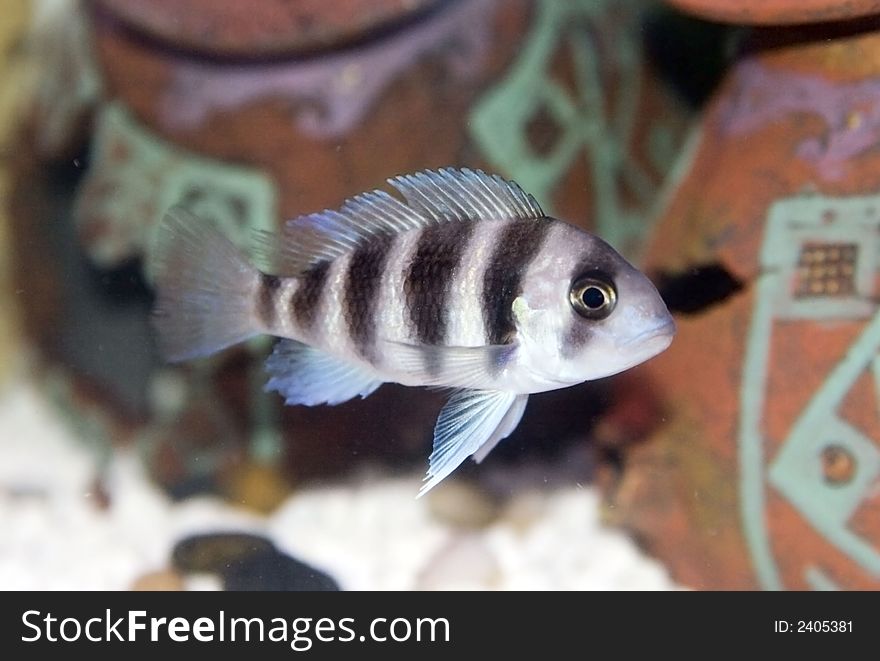 6 Banded Frontosa Cichlid (Cyphotilapia Frontosa)
