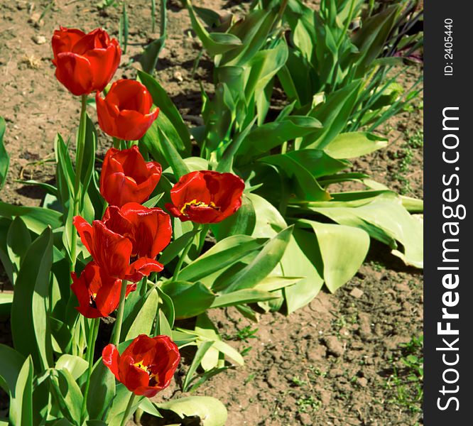 Garden tulips as a background