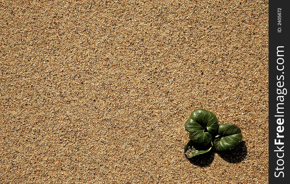 Small green plant in sand. Small green plant in sand