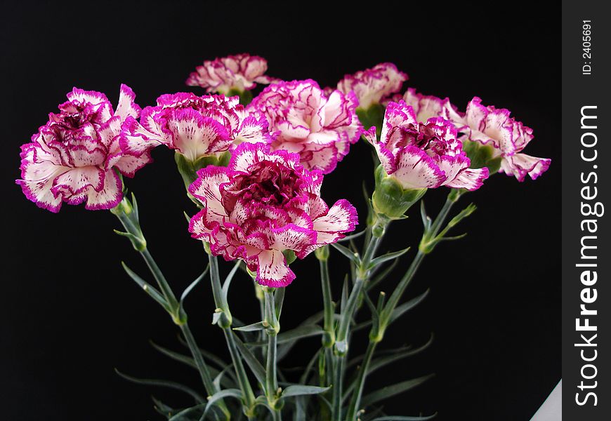 Purple and Cream Carnations on Black