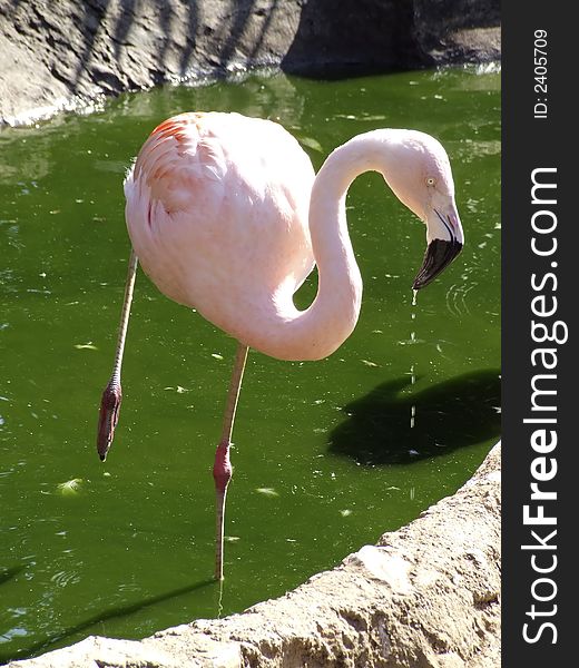 A pink flamingo in a green river
