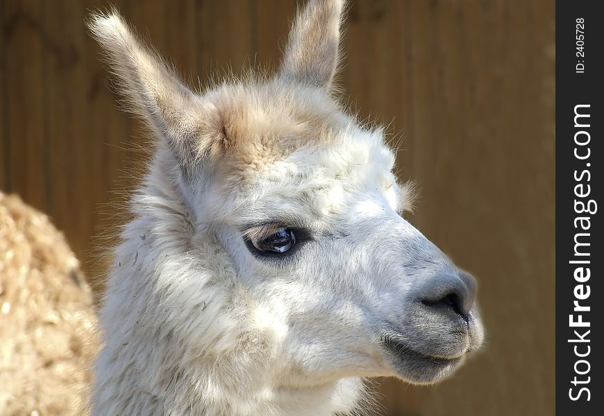 Funny llama with blue eyes in a park