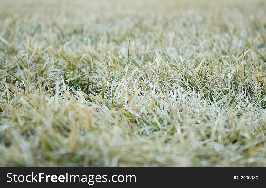 Green grass close-up with the focus on the middle ground of grass