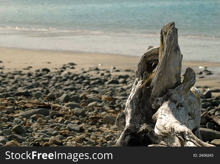 Tree stump/ driftwood on rocky coastal beach. Tree stump/ driftwood on rocky coastal beach