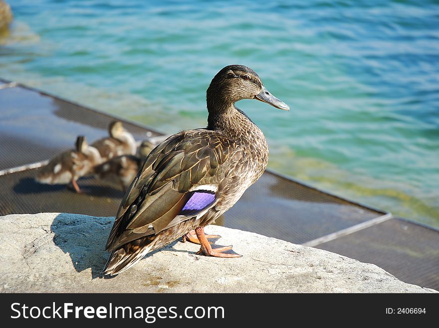 Ducks on Shore of Lake Zurich