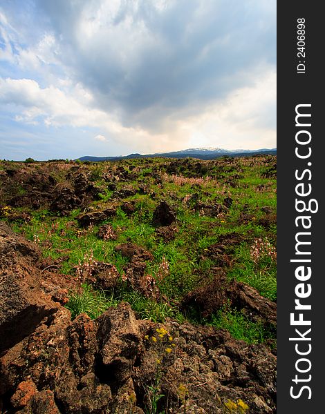 Old lava from the Etna volcano in sicily with evergreens and flowers under an impressive sky. Old lava from the Etna volcano in sicily with evergreens and flowers under an impressive sky