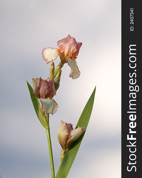 Isolated iris on blue white background