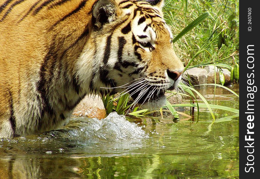 Tiger cools down in the water on a hot and sunny day