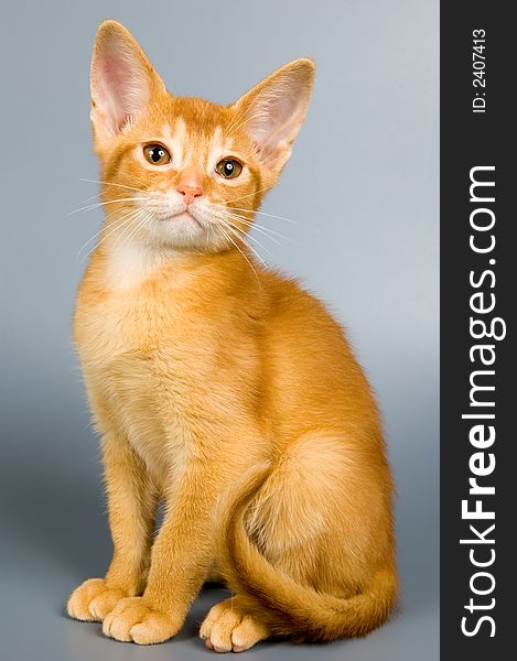 Kitten whom the first time poses in studio. Kitten whom the first time poses in studio