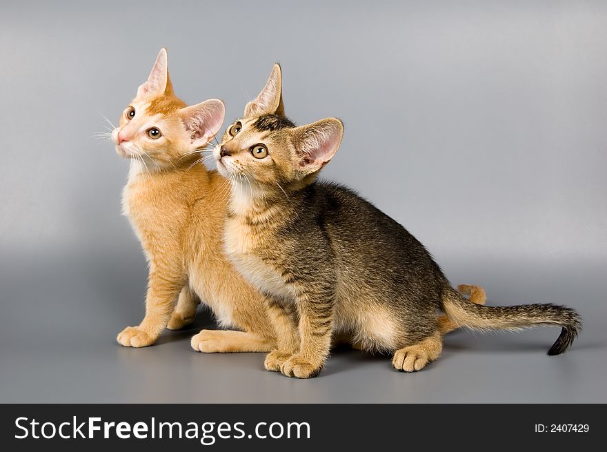 Kittens whom the first time poses in studio. Kittens whom the first time poses in studio