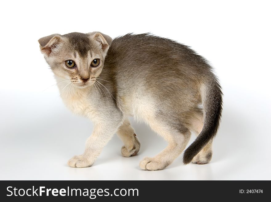 Kitten whom the first time poses in studio. Kitten whom the first time poses in studio