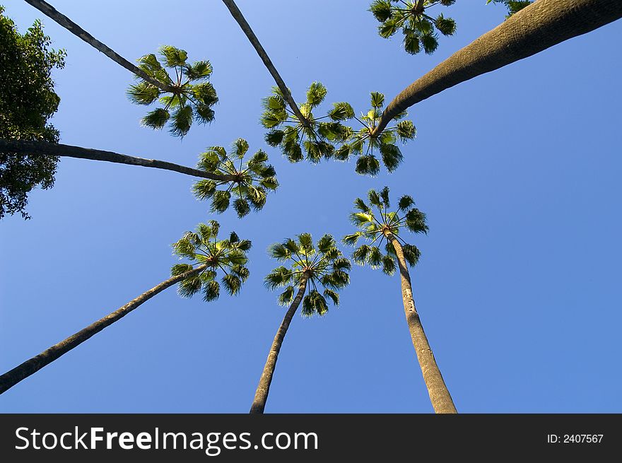 Set of palms that are united in the sky