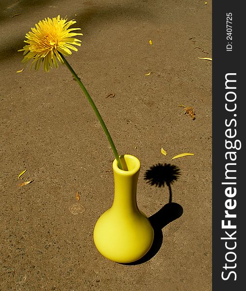 Yellow Flower In Vase, background, asphalt, dandelion, shadow, beautiful,