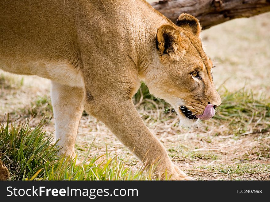 A single lioness walking and showing the tongue.