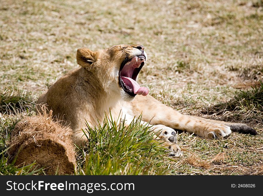 Female lion yawning while laying on the grass.