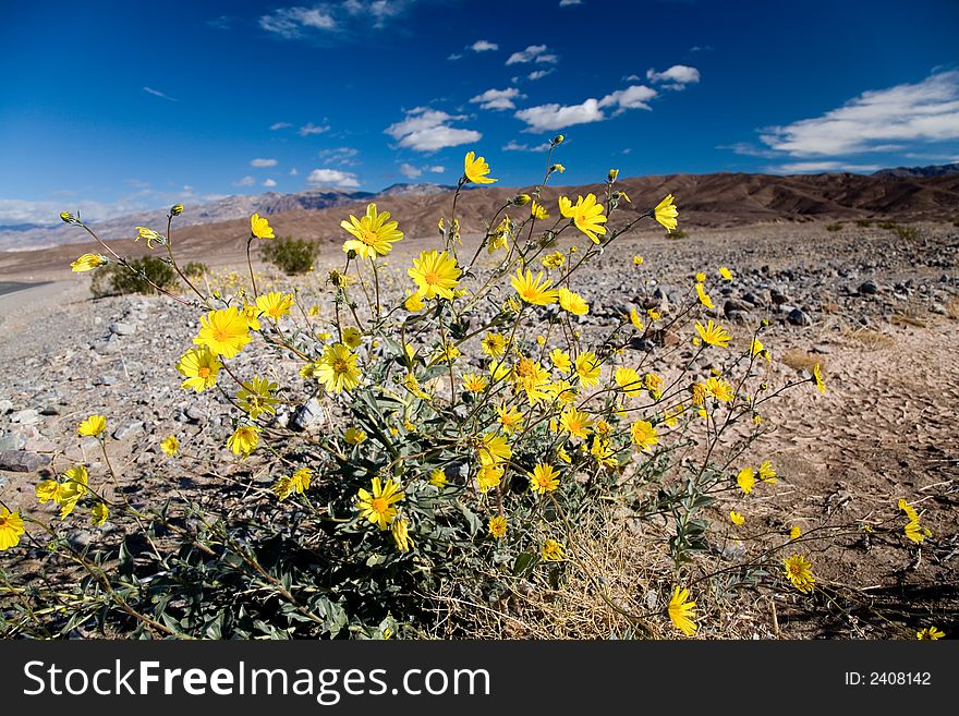 Desert wildflower in Death Valley, California. Desert wildflower in Death Valley, California.