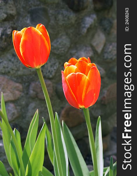 Shiny red tulips