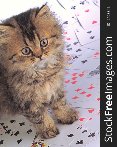 Kitten Look And Playing Cards