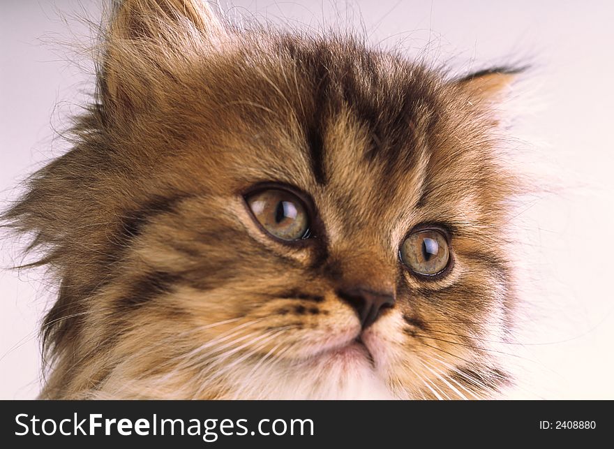 Striped, fluffy, brown, close up, sight, portrait. Striped, fluffy, brown, close up, sight, portrait